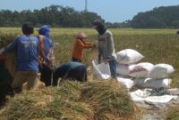Foto : Ketika Menemui Sejumlah petani Di kabupaten Cilacap,