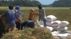 Foto : Ketika Menemui Sejumlah petani Di kabupaten Cilacap,