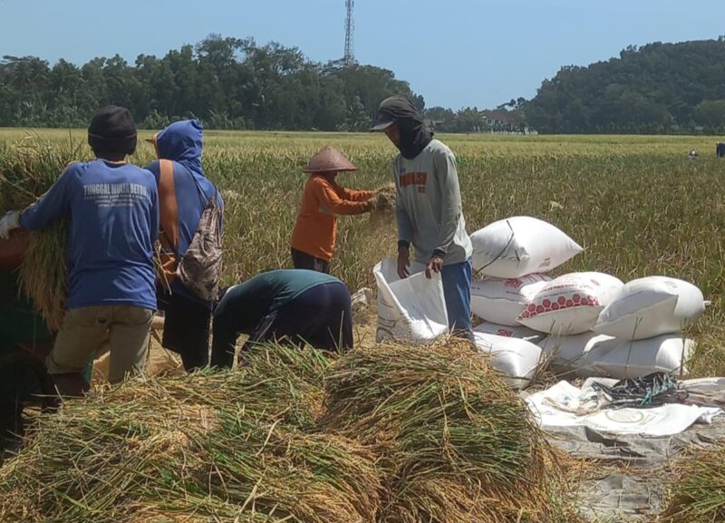 Foto : Ketika Menemui Sejumlah petani Di kabupaten Cilacap,