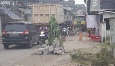 Foto : Jalan yang Rusak Sehingga Ditanami Pohon oleh masyarakat. Diduga karena kendaraan berbuatan berat yang mengangkut Hasil Tambang Galian C