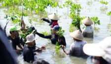 Foto: Kegiatan Penanaman Bibit Mangrove CSSMoRA UIN Walisongo Semarang