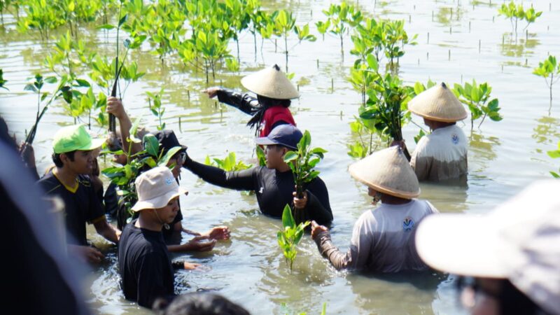 Foto: Kegiatan Penanaman Bibit Mangrove CSSMoRA UIN Walisongo Semarang